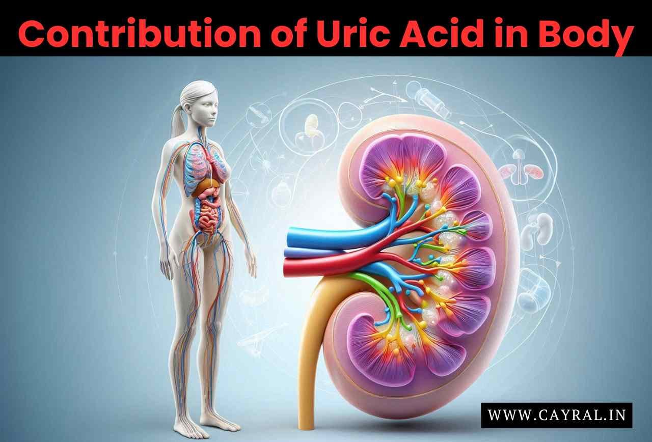 Contribution of Uric Acid in Body: आइए जानें शरीर में यूरिक एसिड का योगदान